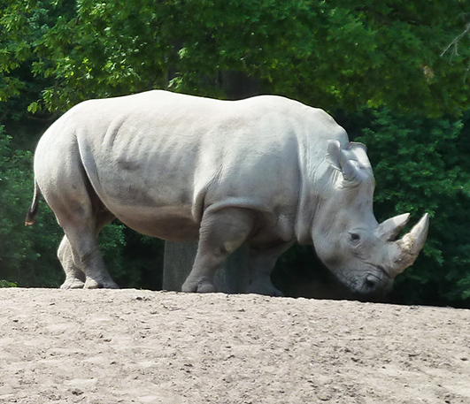 White rhinoceros standing