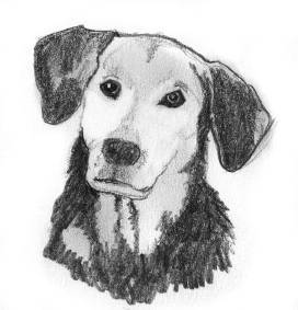 Dog Sketches Pencil Drawings Of Dogs