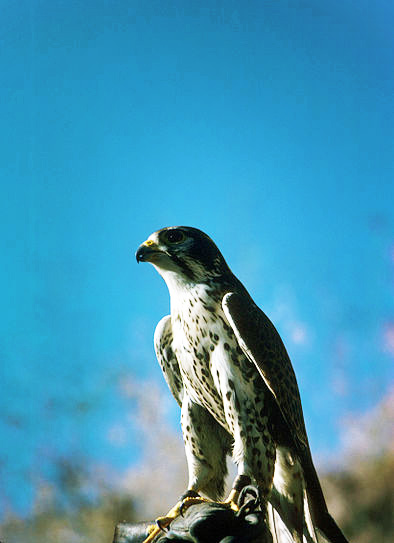 Peregrine Falcon