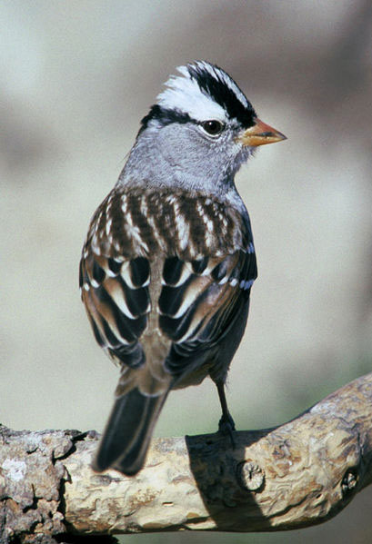 White headed Sparrow