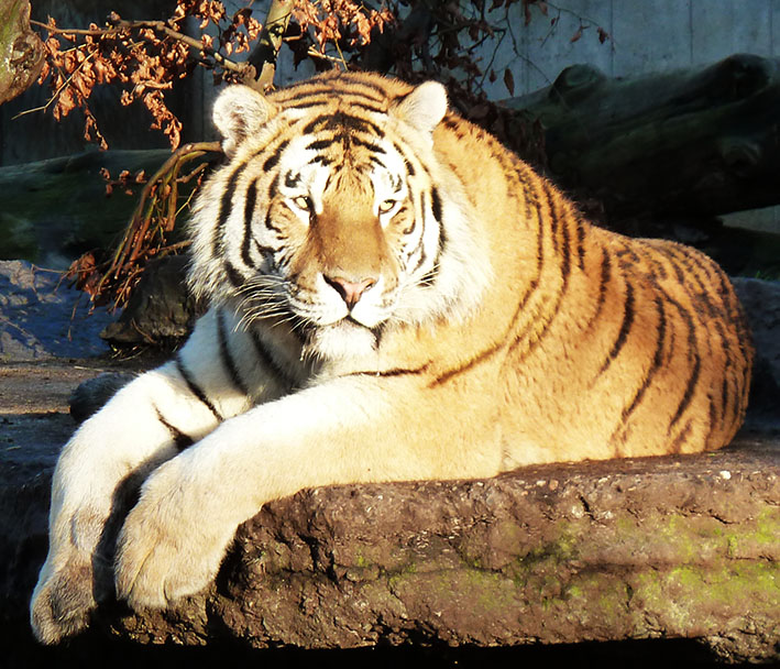 lying tiger photo