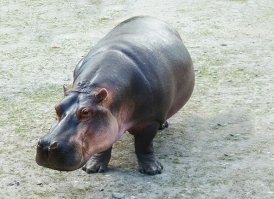 Beautiful amazing hippo