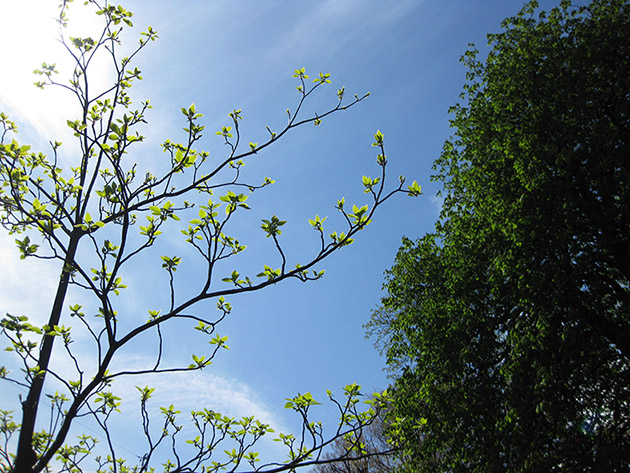 branches against blue sky