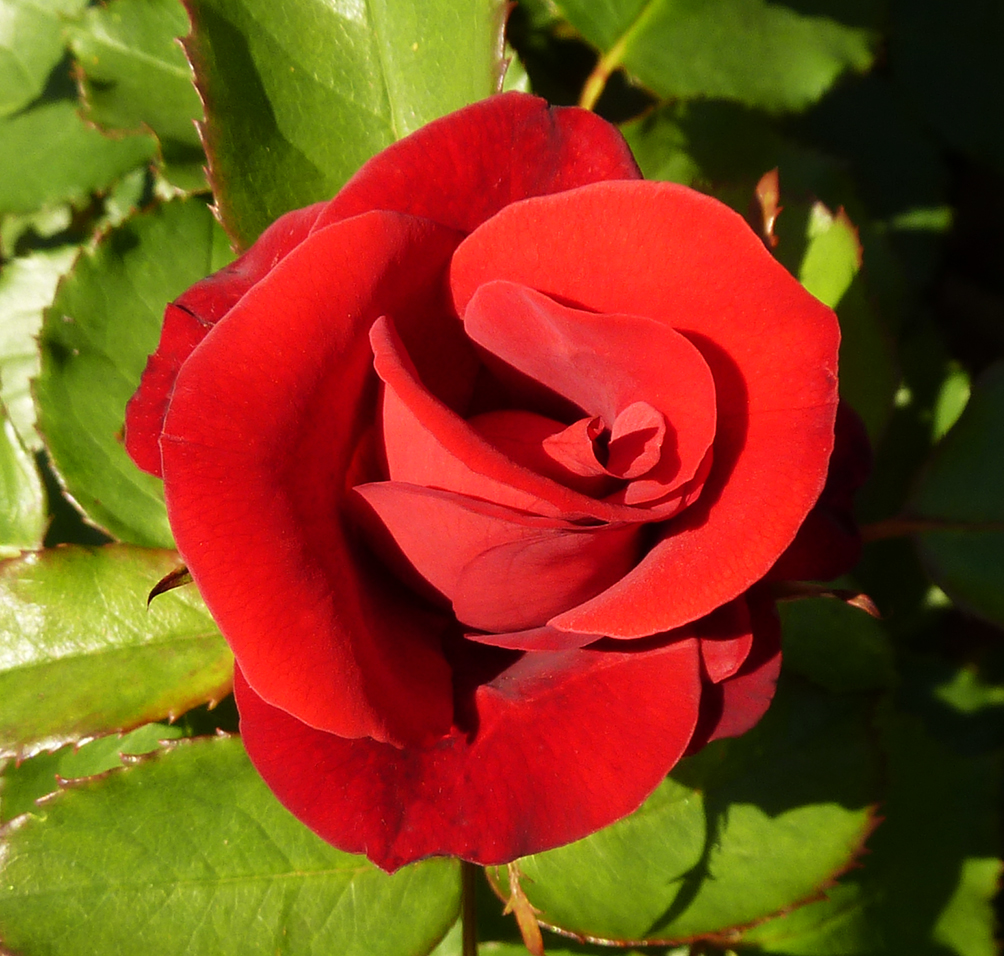 red red picture of rose