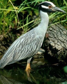 Yellow crowned Night heron