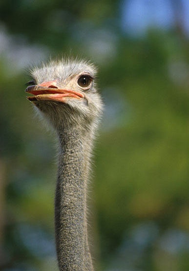 Ostrich photo