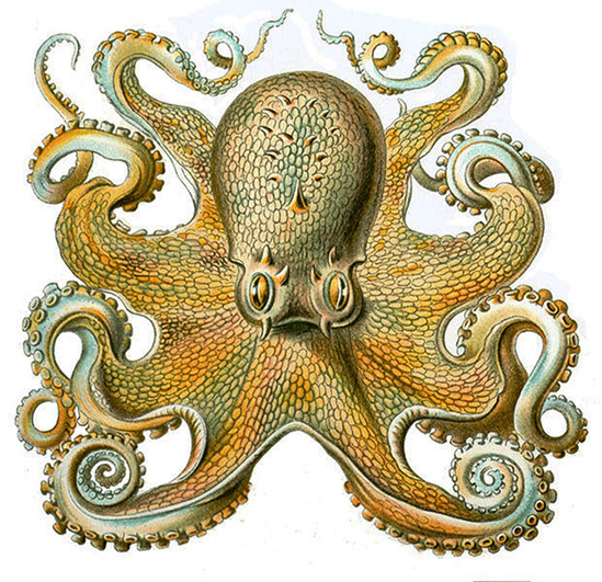 Octopus Vulgaris frontal