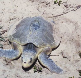 Kemps Ridley Sea turtle picture