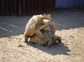 Turtle pictures tortoises mating