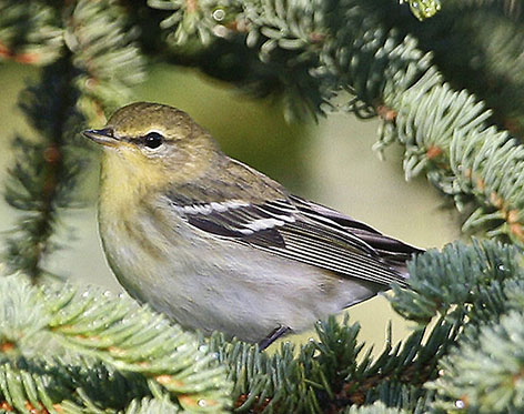 Blackpoll Warbler