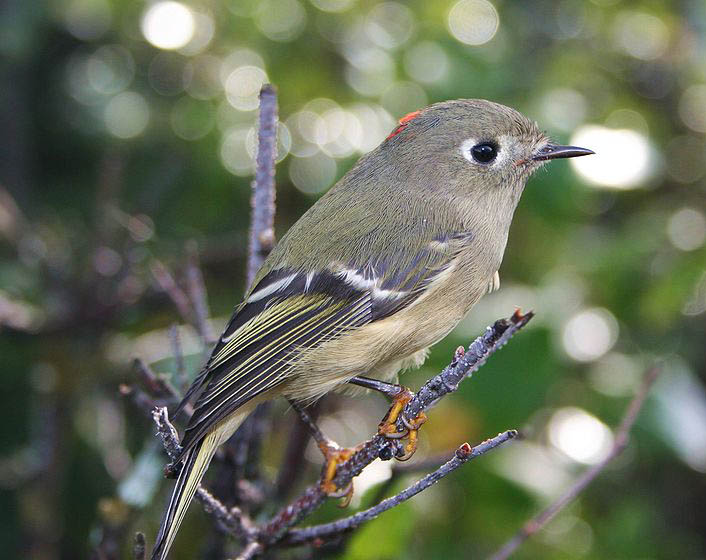 ruby crowned Kinglet