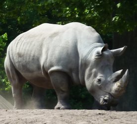 Square lipped white rhinoceros