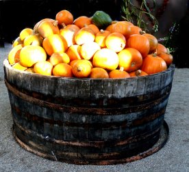 lots of pumpkins for Halloween