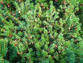 Yew with red autumn berries