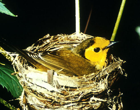 Hooded warbler on nest