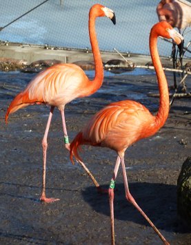 picture of two flamingos