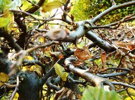 beech branch with autumn leaves