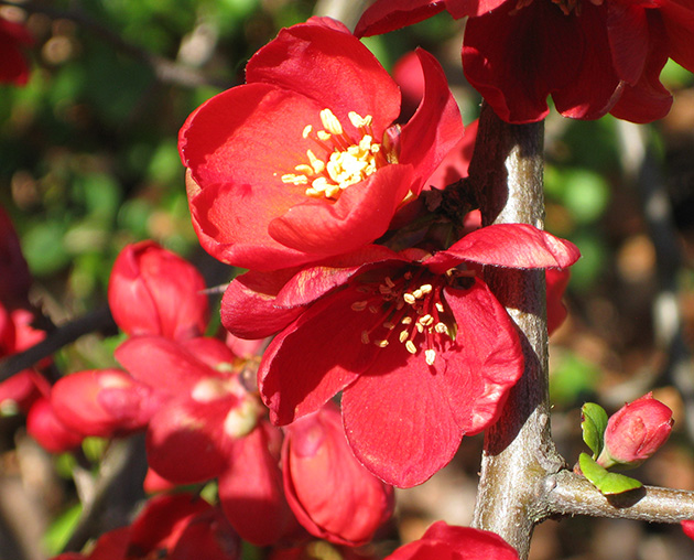 close up of red flowers on branch