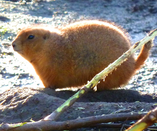 zoo animals prairie dog in sun light