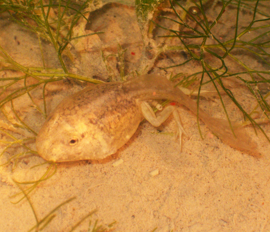 Tadpole with hind legs