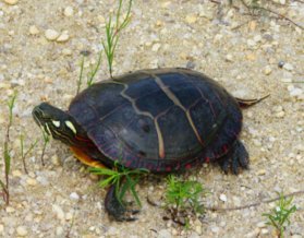 painted-turtle-on-sand