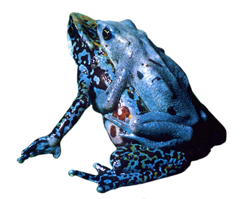 poison dart frogs mating