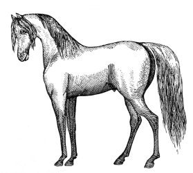 drawing of Arabian horse