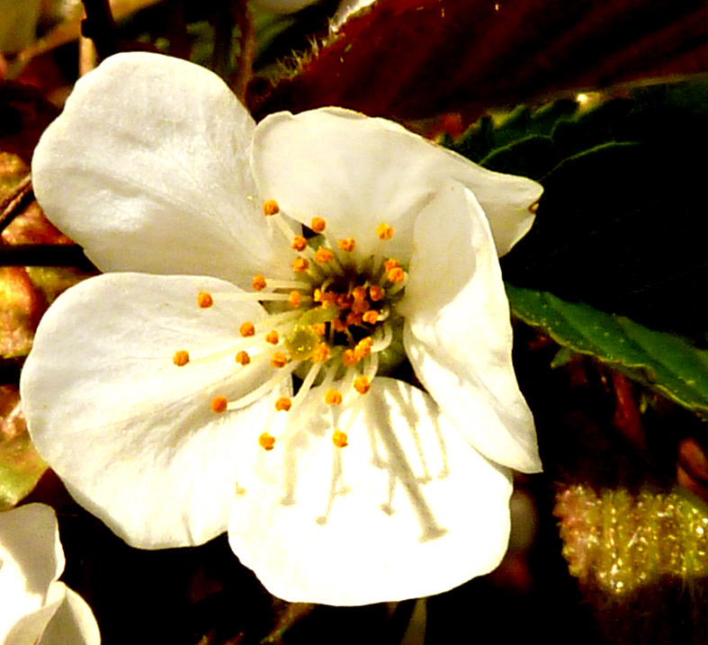 White apple flower pics