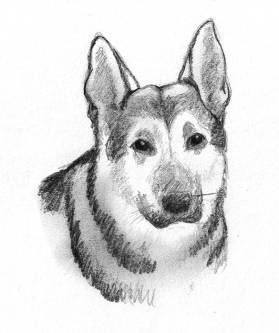 Dog Sketches Pencil Drawings Of Dogs