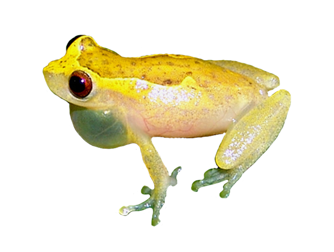 Brazilian coastal tree frog picture