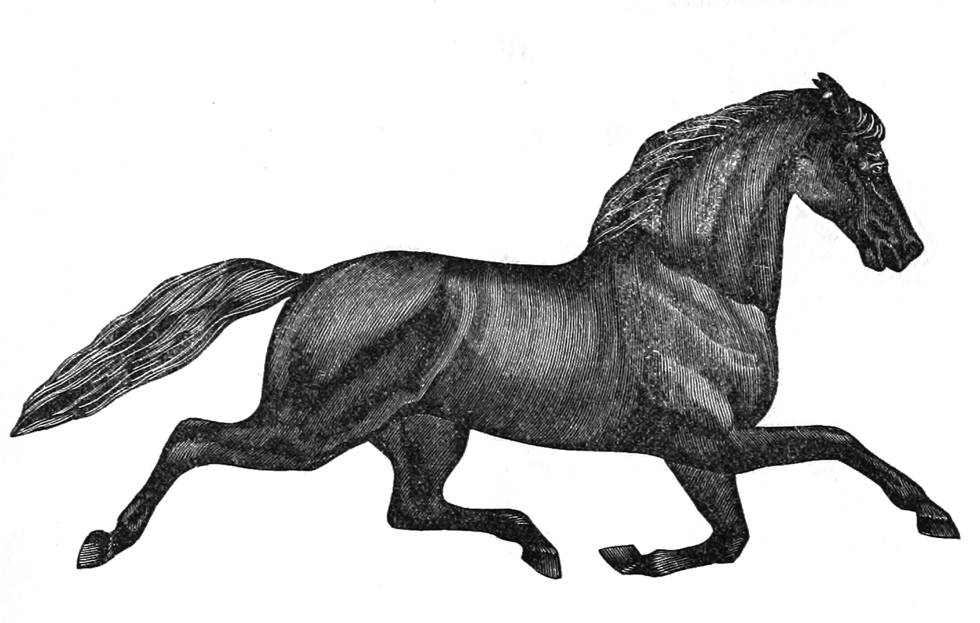 Victorian horse drawing