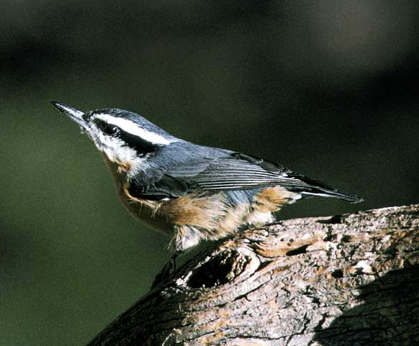 Red breasted Nuthatch