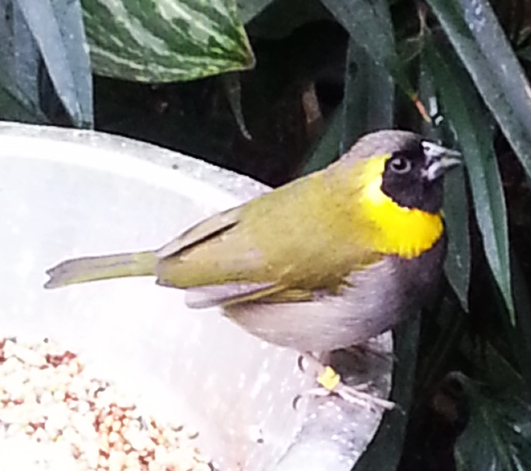 cuban grassquit male