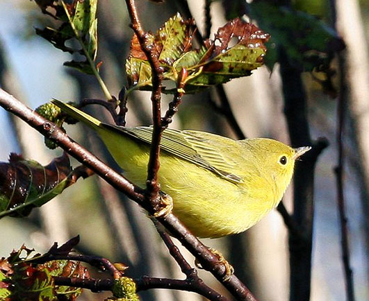 Yellow warbler close up