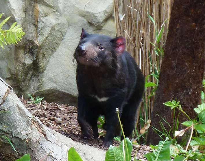 Tasmanisher teufel in zoo