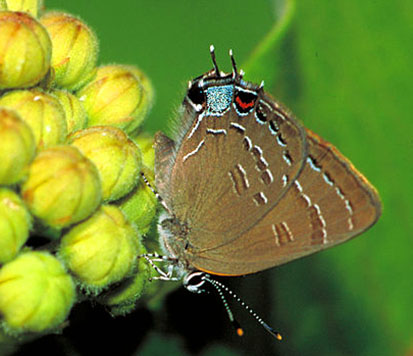 Saturium Edvardsii butterfly photo