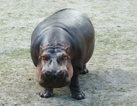 Big common hippo looking at you