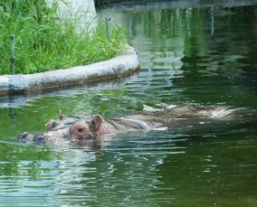 hippopotamus in water