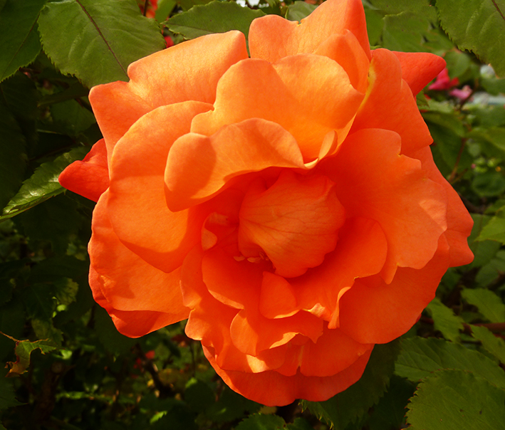 orange rose picture in garden