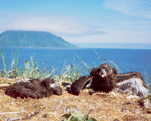 bald eagle nest with chick