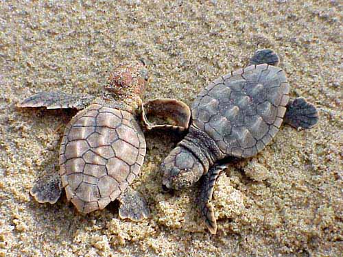 hatchlings of loggerhead sea turtle on beach