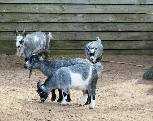 Many pet goats in zoo