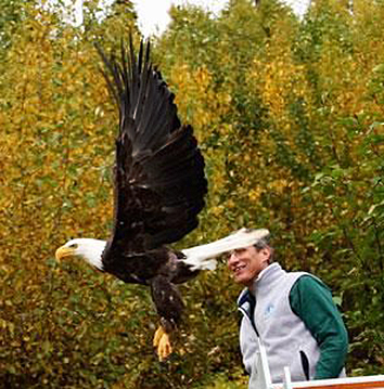 bald eagle released after rehabilitation