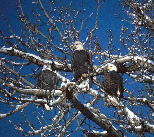 Bald ealges in tree