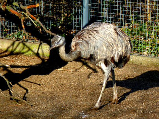 zoo animals rhea walking