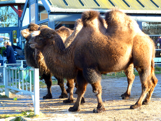 Three camels in zoo