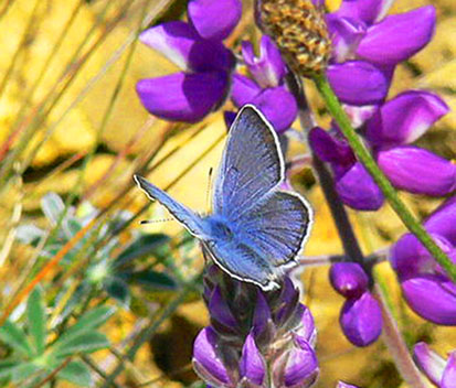 male Mission blue butterfly on flower