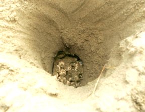 nest with loggerhead eggs at beach