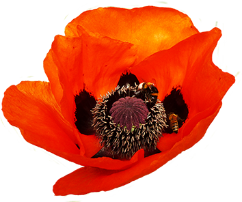 dark red poppy with bees