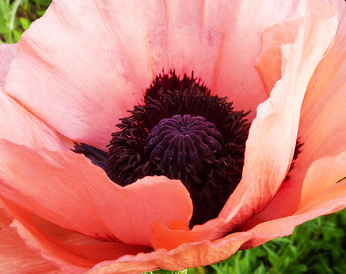 close up picture of soft red poppy